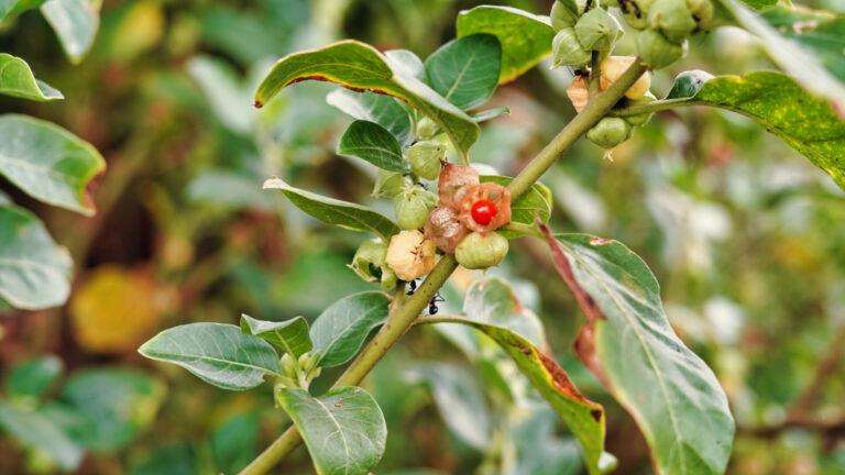 Longevity Story | Come rimanere giovani e rallentare l'invecchiamento — frutti freschi della pianta di Withania somnifera (ashwagandha), pianta medicinale